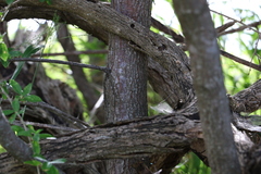 Bridelia leichhardtii