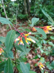 Palicourea marcgravii