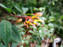 Palicourea marcgravii