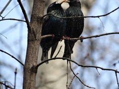 Sturnus vulgaris