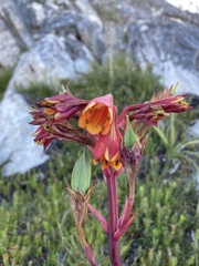 Blandfordia punicea