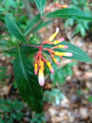 Palicourea marcgravii
