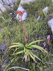 Blandfordia punicea