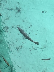 Ellochelon vaigiensis