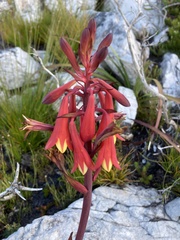 Blandfordia punicea