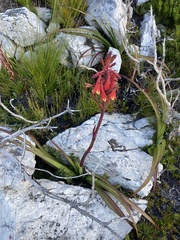Blandfordia punicea