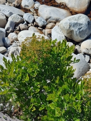 Notobubon galbanum