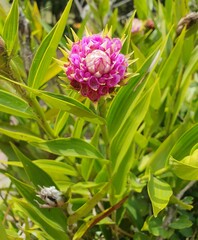 Elleanthus capitatus