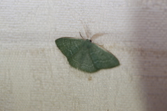 Chlorocoma tachypora