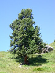 Pinus cembra