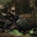 Black-breasted Buttonquail - Photo (c) Kye Turnbull, some rights reserved (CC BY-NC), uploaded by Kye Turnbull