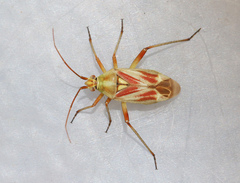 Calocoris roseomaculatus