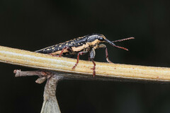 Rhinotia lineata