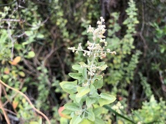 Atriplex muelleri