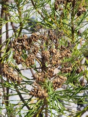 Hymenolepis crithmifolia