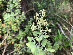 Atriplex muelleri