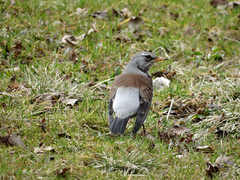 Turdus pilaris