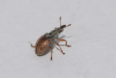 Malvapion malvae