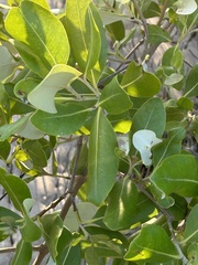 Avicennia