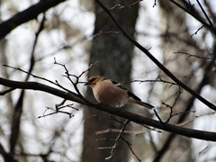 Fringilla coelebs