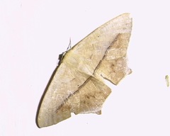 Prochoerodes flexilinea