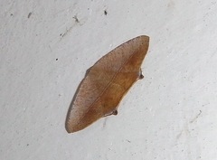 Prochoerodes tetragonata