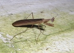 Musoniella