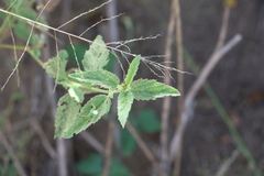 Malvastrum americanum