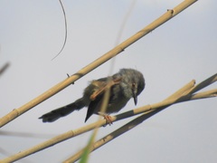 Prinia subflava pondoensis