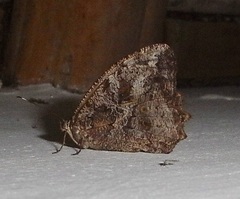 Amphidecta calliomma