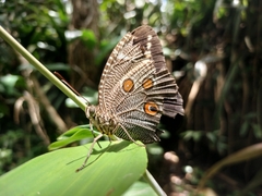 Dasyophthalma
