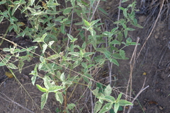 Malvastrum americanum