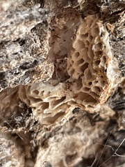 Hexagonia