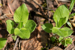 Stellaria bungeana