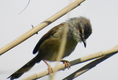 Prinia subflava pondoensis