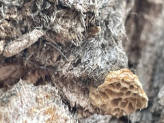 Hexagonia