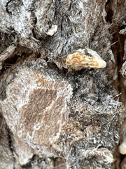 Hexagonia