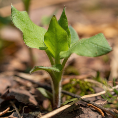 Stellaria bungeana