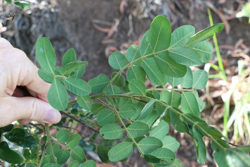 Image of Cassia tomentella by (c) Greg Tasney, some rights reserved (CC BY-SA)