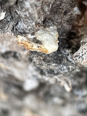 Hexagonia