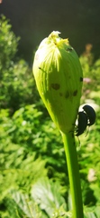 Angelica archangelica