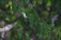 Alectryon diversifolius