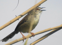 Prinia subflava pondoensis
