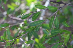 Alectryon diversifolius