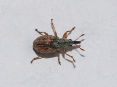 Malvapion malvae