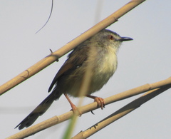 Prinia subflava pondoensis