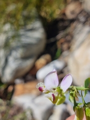 Polygala fruticosa