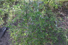 Alectryon diversifolius