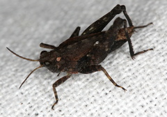 Tetrix undulata