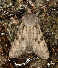 Lithophane ornitopus